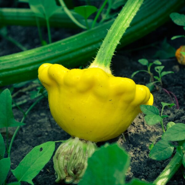 Squash Patisson Orange - Image 2