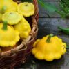 Squash Patisson Orange