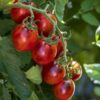 Tomato Black Moon F1 - Image 2