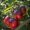 Tomato Black Moon F1