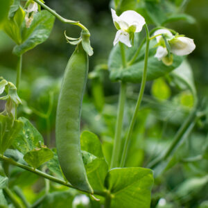 Green Ambassador Pea pods growing on the vine with leafy green foliage