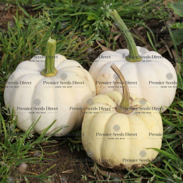 Pumpkin Casperita Premier Seeds Direct