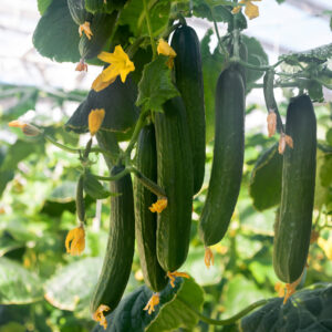 Early Spring Burpless F1 Cucumbers growing in a greenhouse