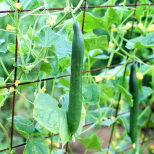 Long dark green cucumber of the Early spring Burpless variety growing on the plant climbing up a frame