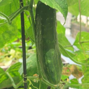 A short, fat, dark green, knobbly Marketmore cucumber growing on the vine with bright green leafy foliage