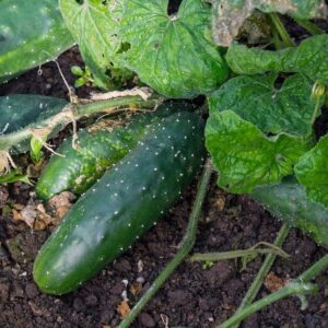 Cucumber Marketmore 76.