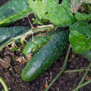 Cucumber Marketmore 76