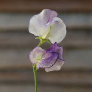 Sweet Pea Spencer Blue Ripple