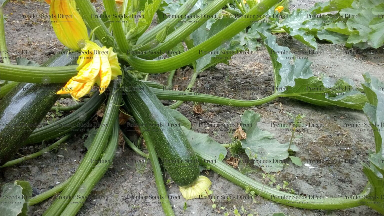 Italian Courgette Verde Di Milano Organic Premier Seeds Direct