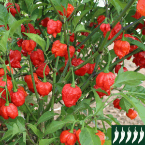 Hot Pepper - Armageddon F1