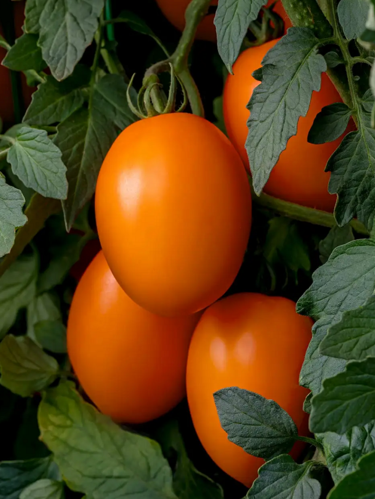 Tomato Vivacious Premier Seeds Direct