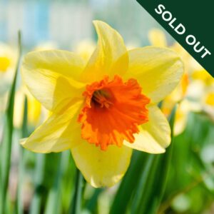 A close up image of a narcissus daffodil Red Devon variety with yellow and orange trumpet.