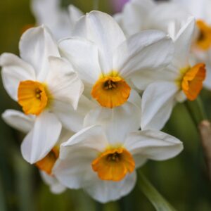 Daffodil Geranium