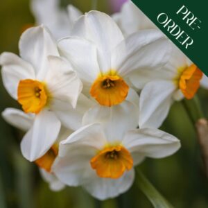 Daffodil Geranium