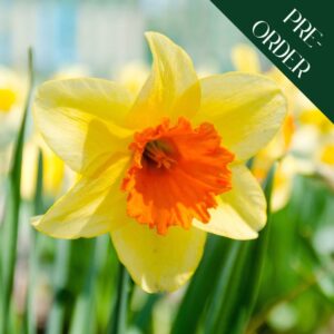Daffodil Red Devon