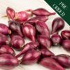 Onion Sets - Akado (14-21mm)