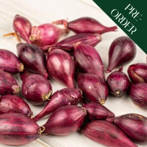 Onion Sets - Akado (14-21mm)