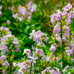 Soapwort Seeds