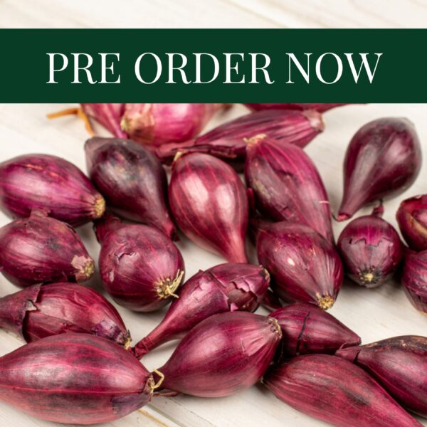Onion Sets - Akado (14-21mm)