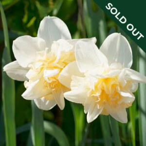 A close up image of two narcissi narcissus daffodil Cheerfulness.