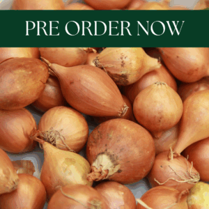 Shallots Sets - Golden Gourmet (22-44mm)