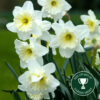 Daffodil - Ice Follies Bulbs