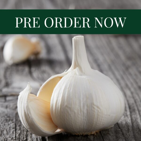 Garlic Cloves - Messidrome