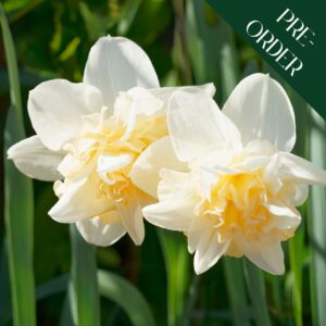 Daffodil Cheerfulness