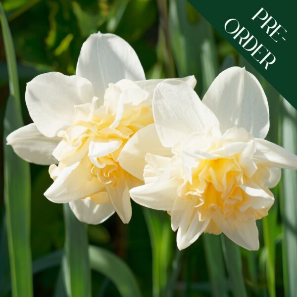 Daffodil Cheerfulness