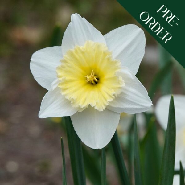 Daffodil Ice Follies