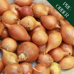 Shallots Sets Golden Gourmet (22-44mm)