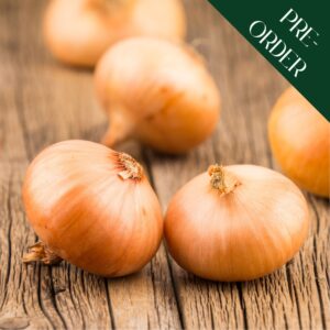 Shallots Red Sun (22-44mm)