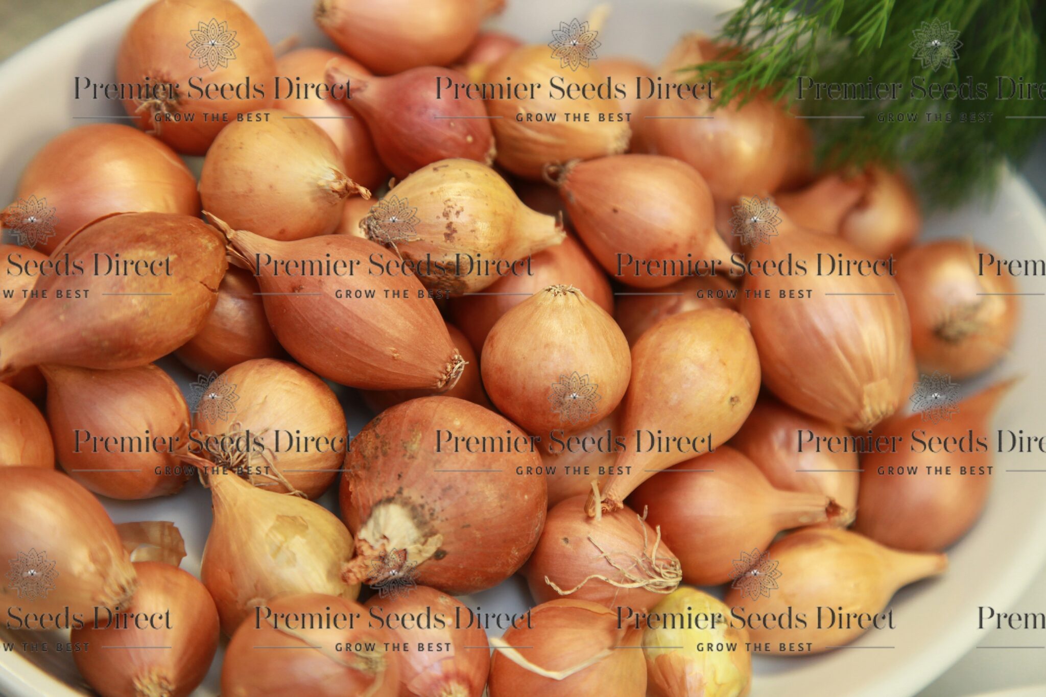 Shallots Sets Golden Gourmet (714mm) Premier Seeds Direct