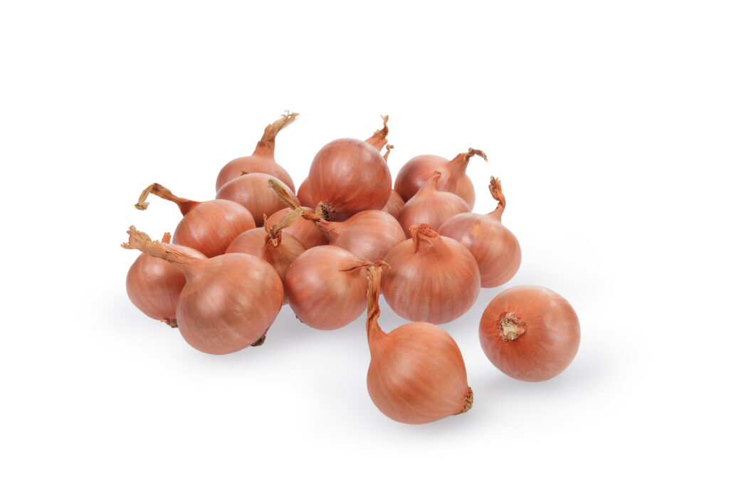 Shallots Red Sun (714mm) Premier Seeds Direct
