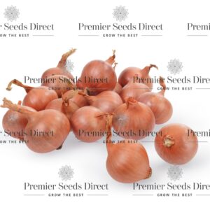 Shallots Red Sun (22-44mm) - 250gm