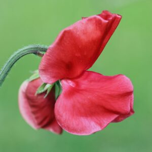 Close up image of an Air Warden Sweet Pea flower with bright red petals and blurred green background