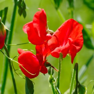 Sweet Pea - Air Warden
