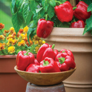 Popti F1 Red Bell peppers freshly harvested in a bowl with some growing on the plant