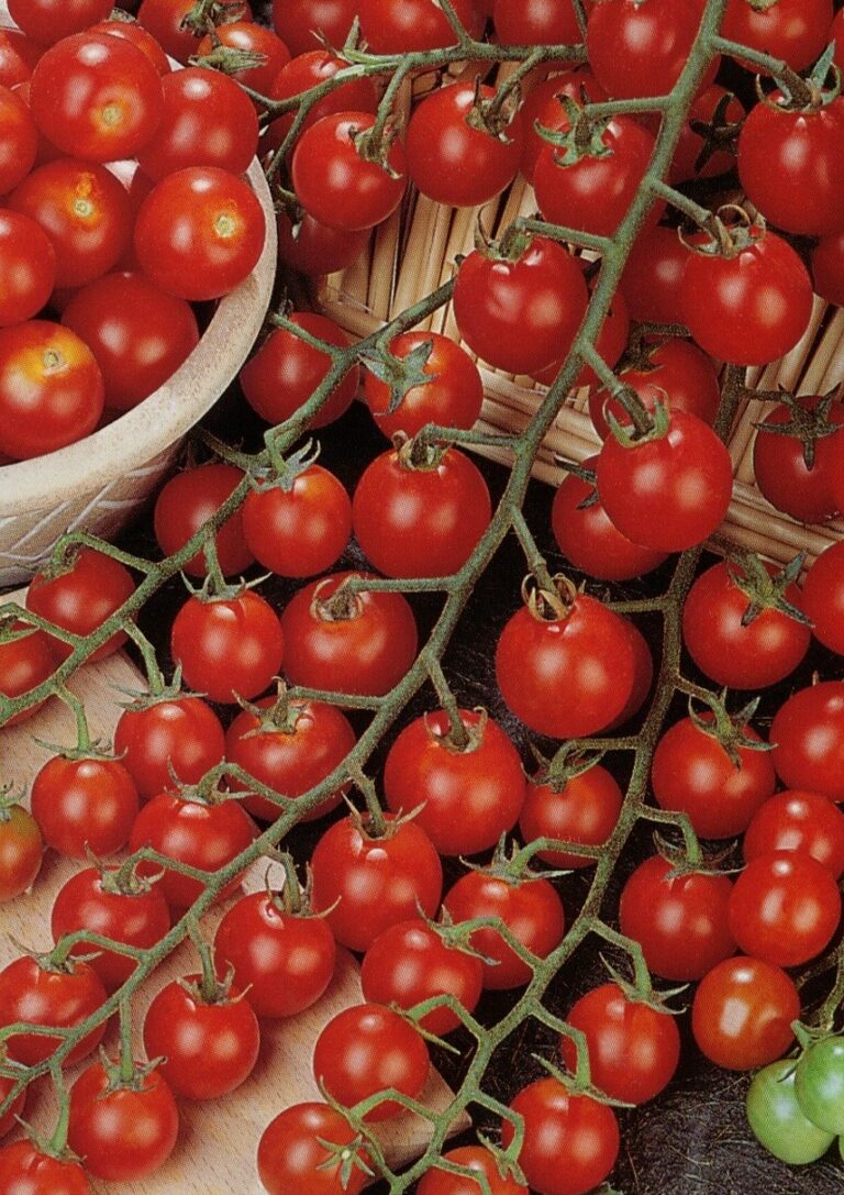 Tomato Bingo F1 Premier Seeds Direct