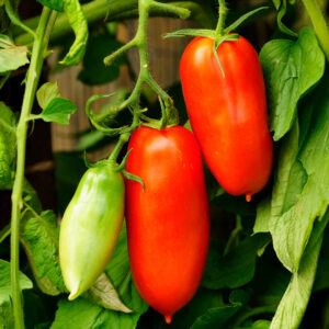 Ripe red Scatolone Italian plum tomatoes on the vine with green leafy foliage