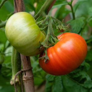 A pair of Large Beefsteak Saint St Pierre Tomatoes, one ripe red and one unripe green growing on the stalk with bamboo cane and green leafy foliage.
