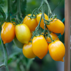 A bunch of yellow orange Vesuvio Tomatoes growing on the vine with pointed tips and green foliage.