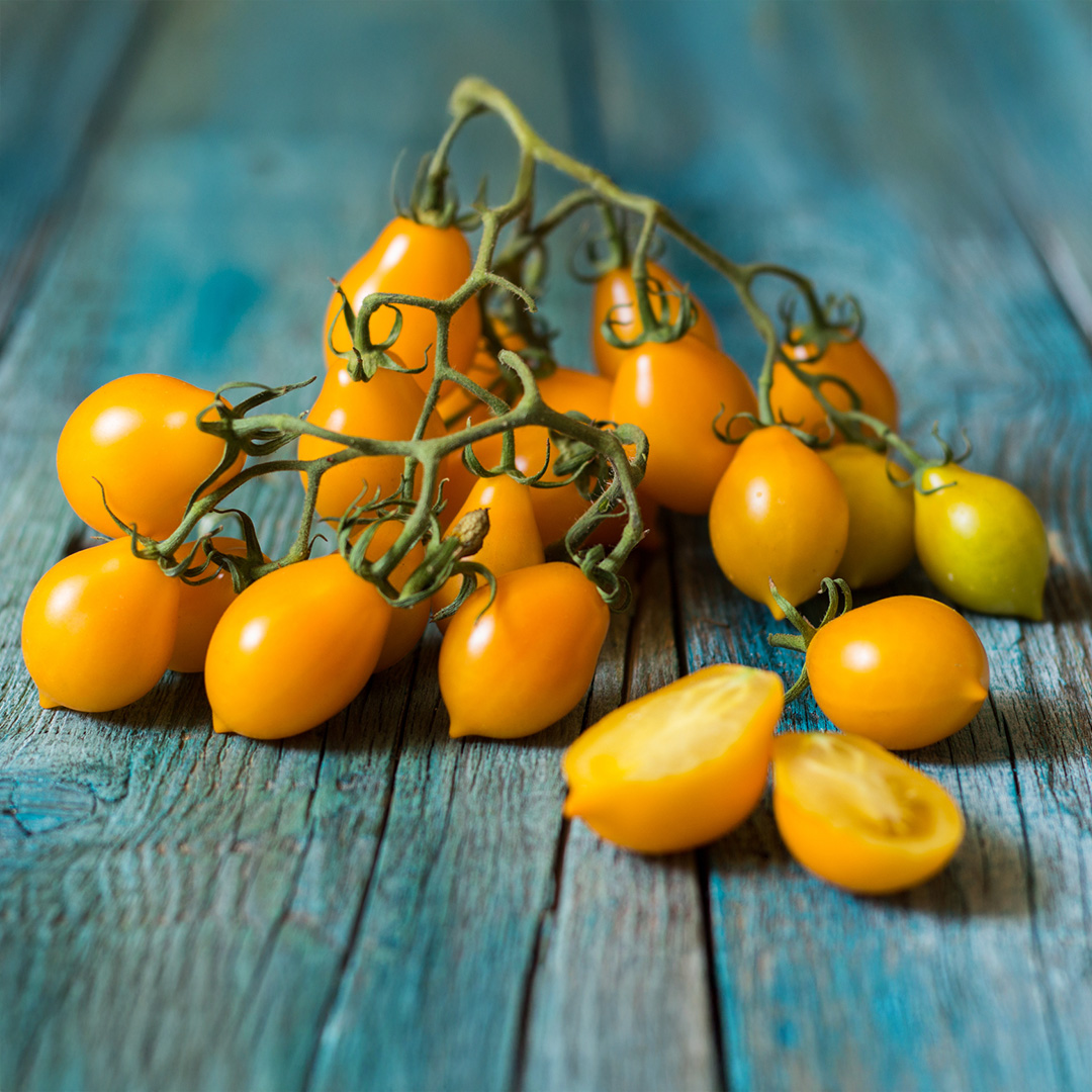 Freshly harvested yellow orange Vesuvio Tomatoes with pointed tips on a blue wooden table.