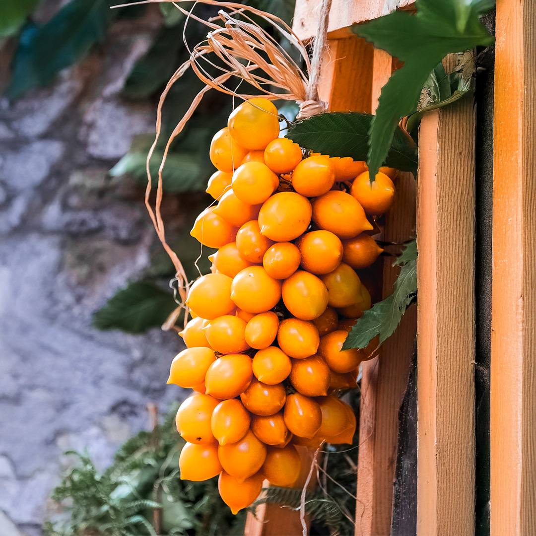 A bunch of yellow orange Vesuvio Tomatoes hanging on a wooden frame with green foliage and a distressed white wall in the background.
