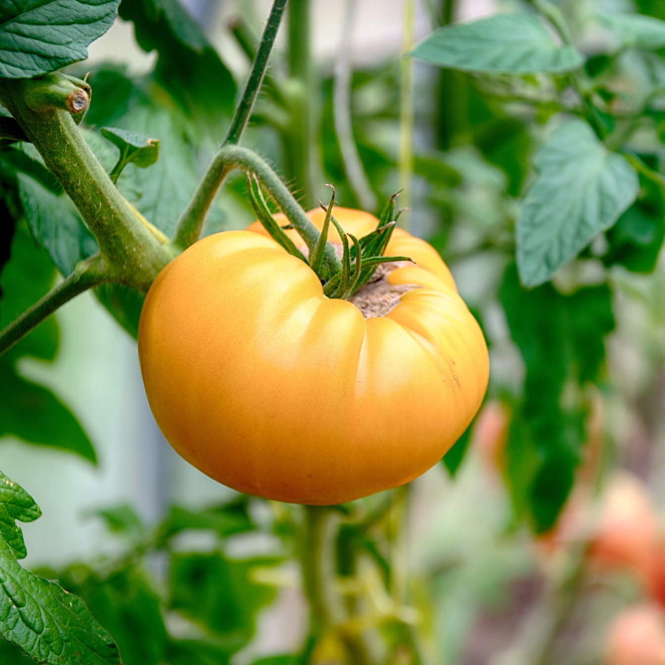 A close up image of a Yellow Gazzi Ribbed tomato growing on the plant with green leafy background.