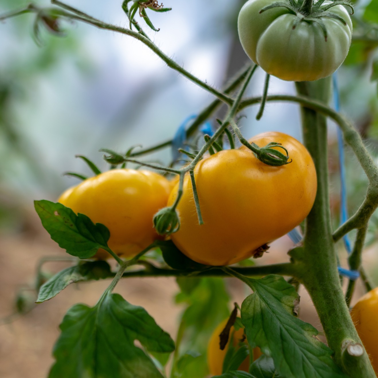 Ripe Yellow Gazzi Ribbed Tomatoes growing on the plant with an unripe green fruit and leafy background.