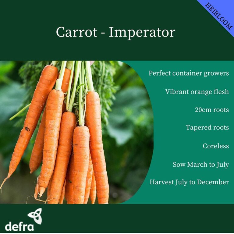Carrot Imperator Premier Seeds Direct