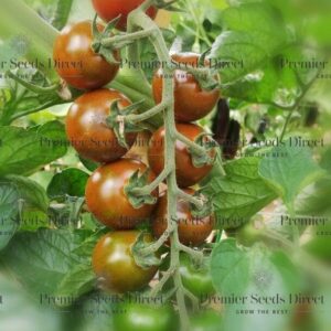 Tomato Luther F1