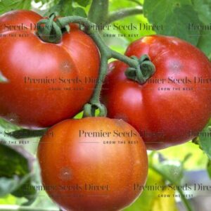 Tomato Saint Pierre Seeds