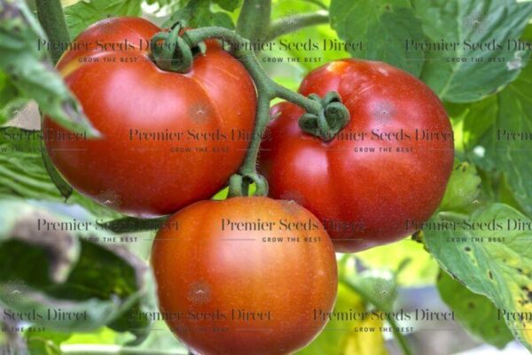 Tomato Saint Pierre Seeds